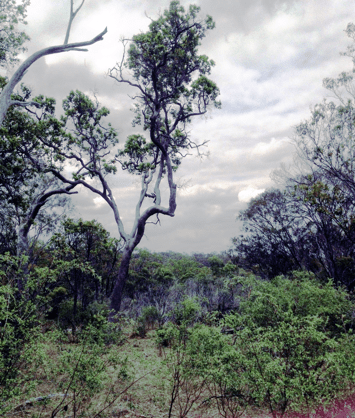 Bushland Cherrabah Homsestead Resort