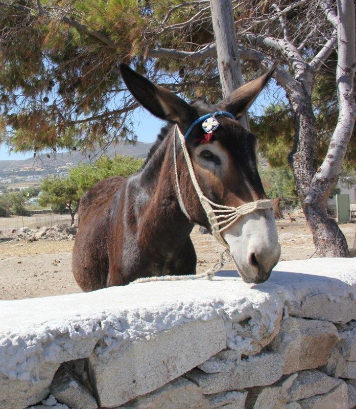 Awwww - or maybe it should be eee-awww,. He's so cute.