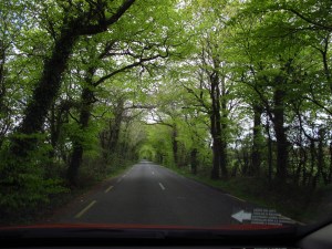 One of my first roads in Ireland - how cool are the trees meeting over the road