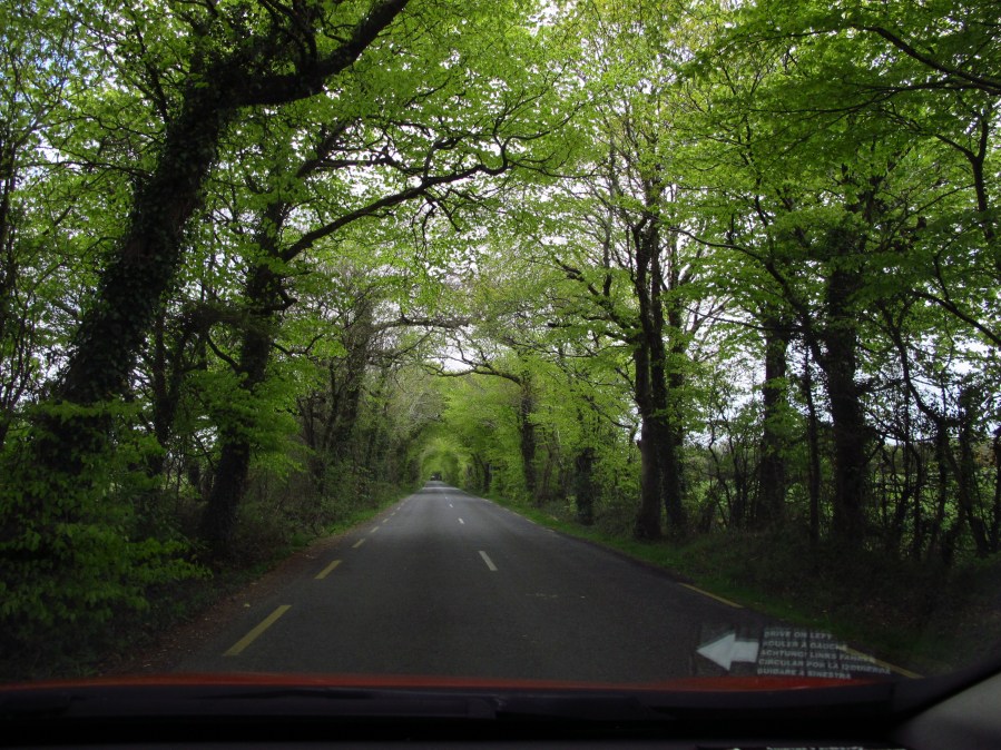 One of my first roads in Ireland - how cool are the trees meeting over the road