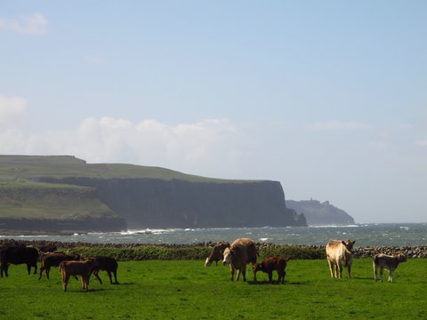 What a great view for the cattle, Cliffs of Moher