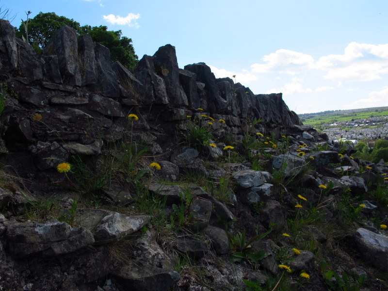 Flowers growing in the stones