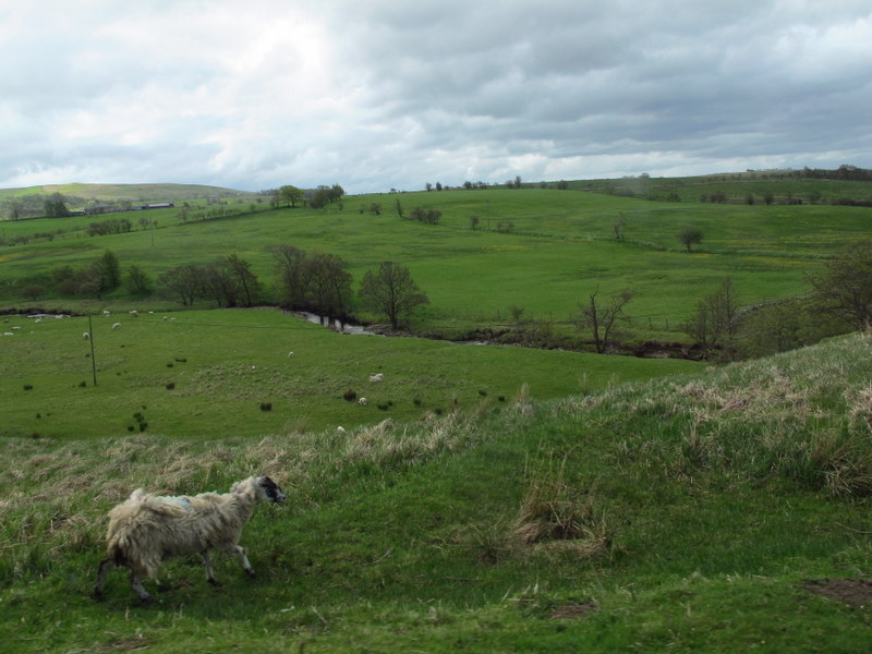 There's also lots of daggy looking sheep!