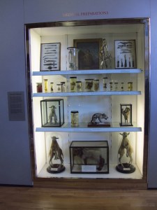 Specimen jars at the Hunterian, Glasgow