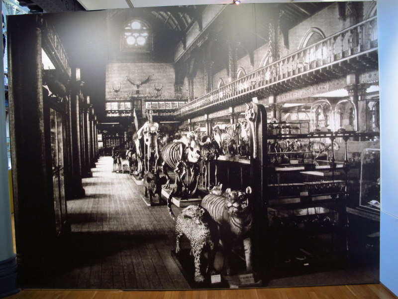 What the Hunterian used to look like
