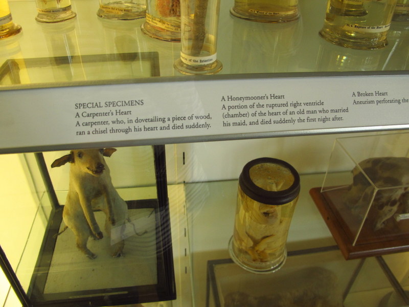 Up close and personal in the Hunterian, Glasgow