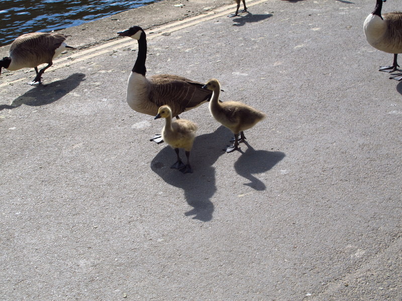 How cute are these - and they don't fly and poo on you!!