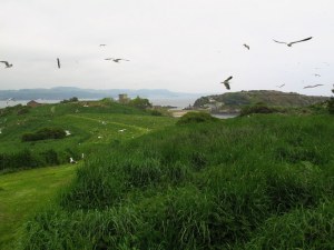 Seagulls on Inchcolm Island, Scotland