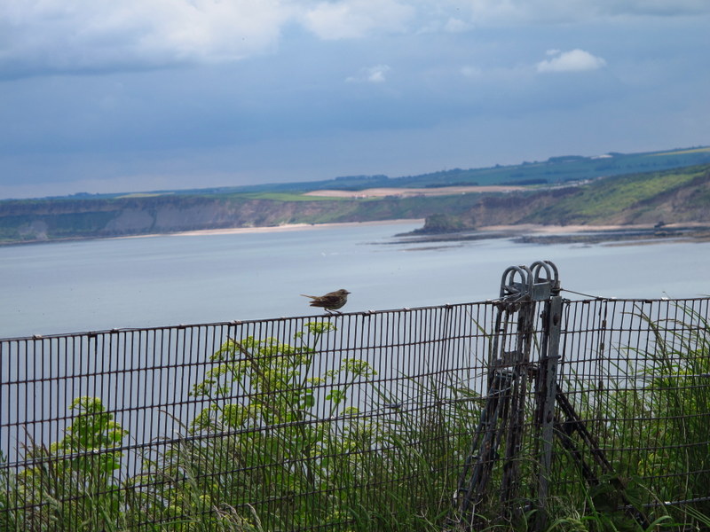 Bird on a wire, nah, it's a fence