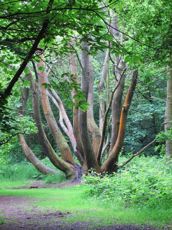 Stowe Wood, Northamptonshire