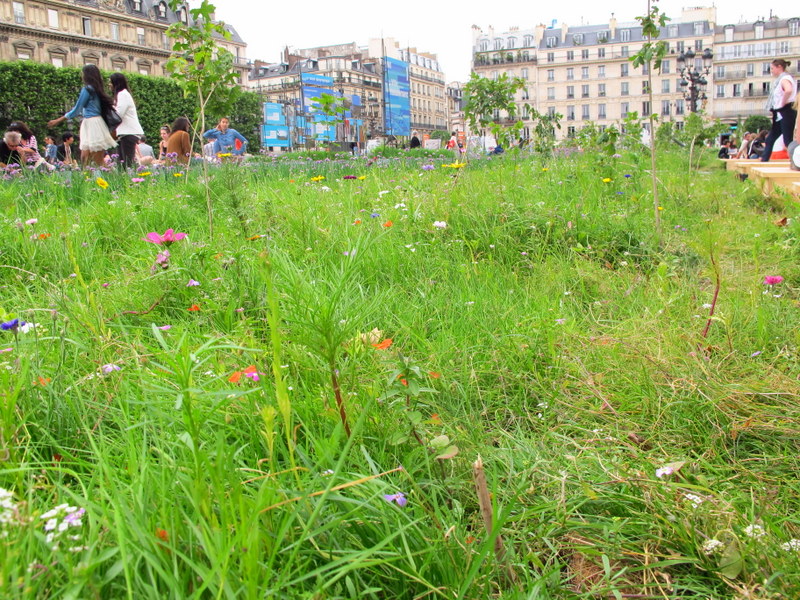 Wildflowers in the middle of Paris