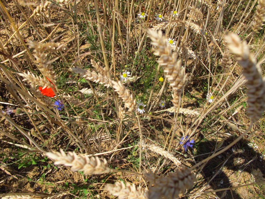Poppies among the wheat fields