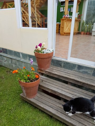 The hosteria had lovely gardens and flowers and also a cute cat