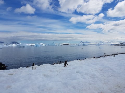 Gentoo penguins