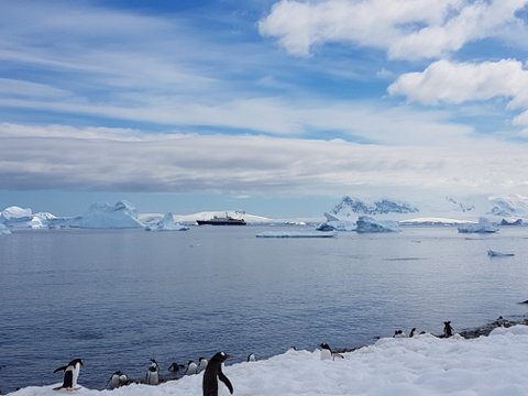 Gentoo penguins