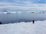 Gentoo penguins