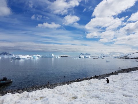 Gentoo penguins