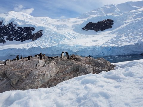 More penguin activity