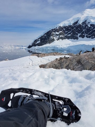 Resting and penguin watching in the snow and sun