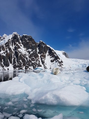 Big mumma seal having a good sleep