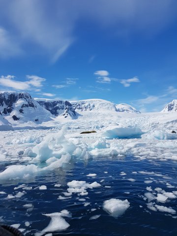 Tracking down seals at Lemaire Channel