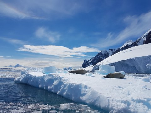 Seals basking among big chunks of ice