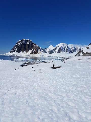 Just a few more penguins at Port Charcot