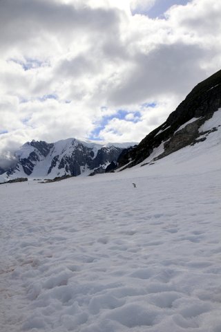 One little guy making his way back to the shore