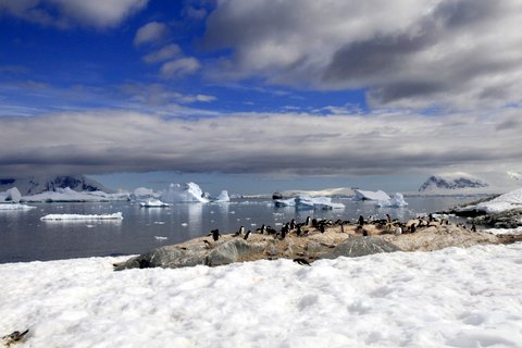 Penguin watching - as much fun as people watching