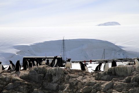 Rookery at Port Lockroy