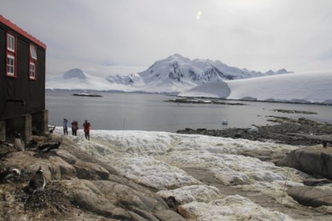 Lots of mums and just born chicks under the huts at Port Lockroy
