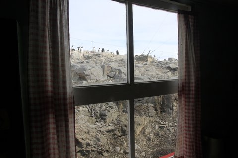 Penguins through the window at Port Lockroy