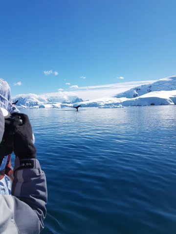 Whale flukes, this whale and her baby kept diving every couple of minutes