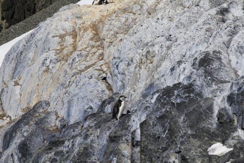 And a penguin too......