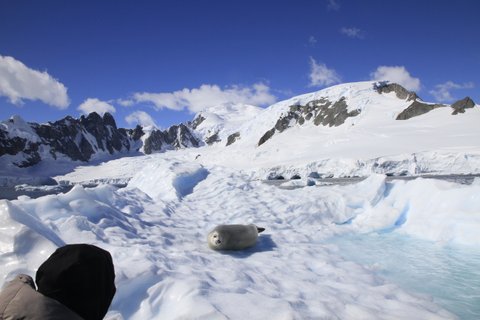 Another cute seal.....